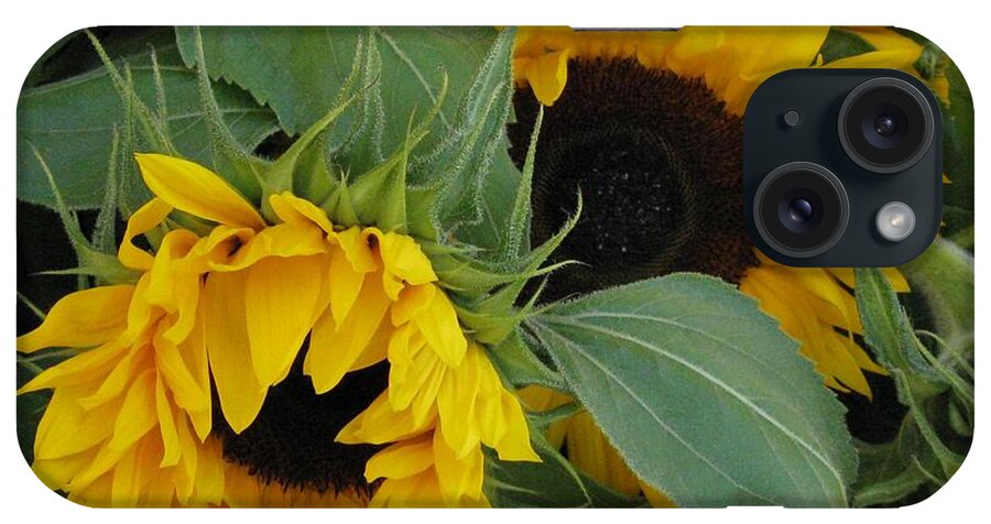 Sunflower iPhone Case featuring the photograph A Wink And A Nod by Arlene Carmel