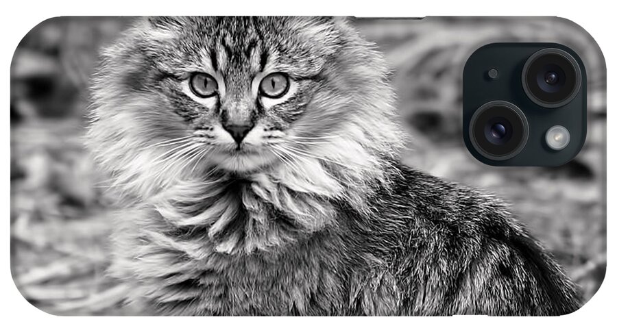 Cat iPhone Case featuring the photograph A Young Maine Coon by Rona Black