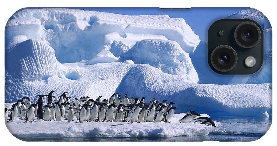 Feb0514 iPhone Case featuring the photograph Adelie Penguins Diving From Icefloe by Colin Monteath