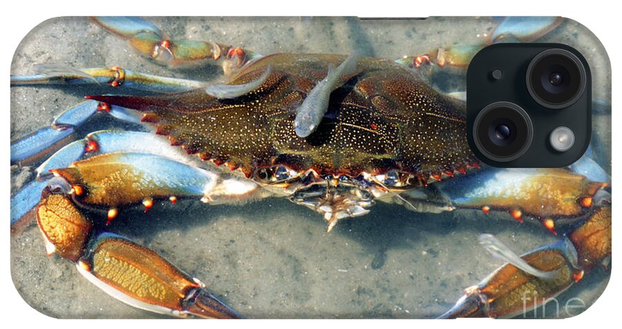 Nature iPhone Case featuring the photograph Adult Male Blue Crab by Millard H. Sharp