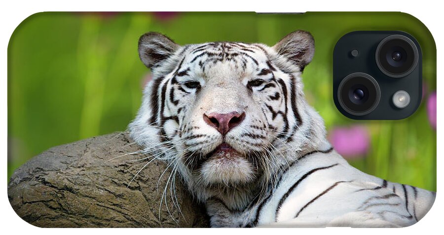 White Tiger iPhone Case featuring the photograph Adult White Tiger by Dean Fikar