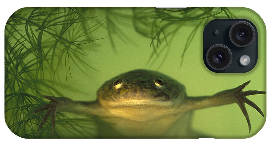 Feb0514 iPhone Case featuring the photograph African Clawed Frog by Heidi & Hans-Juergen Koch