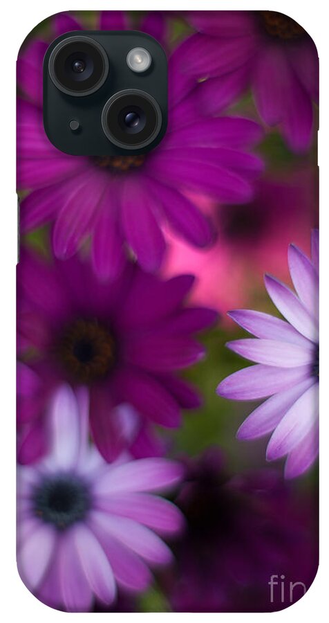 Flower iPhone Case featuring the photograph African Daisy Collage by Mike Reid