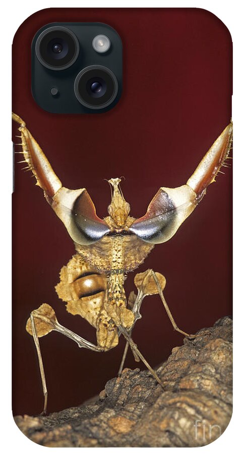 Mantis iPhone Case featuring the photograph African Devil Mantis by Francesco Tomasinelli