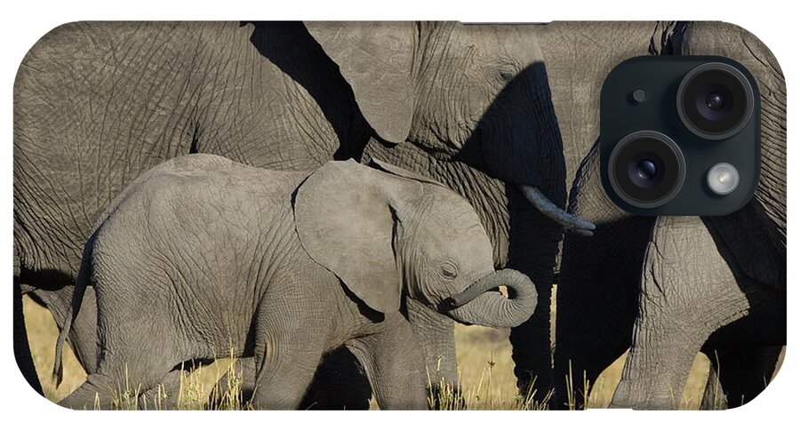 00784029 iPhone Case featuring the photograph African Elephant Calf with the Herd by Suzi Eszterhas