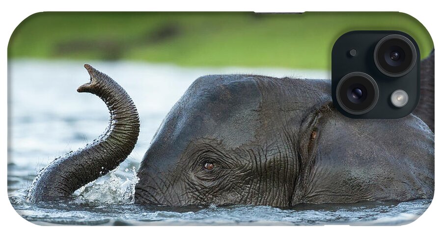 Botswana iPhone Case featuring the photograph African Elephant In Chobe River by Paul Souders