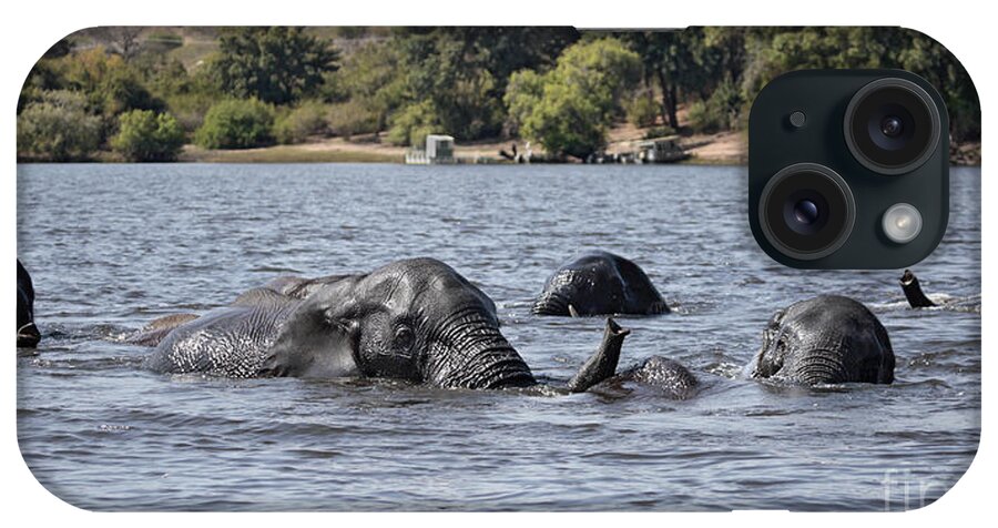 African Elephants iPhone Case featuring the photograph African Elephants swimming in the Chobe River by Liz Leyden