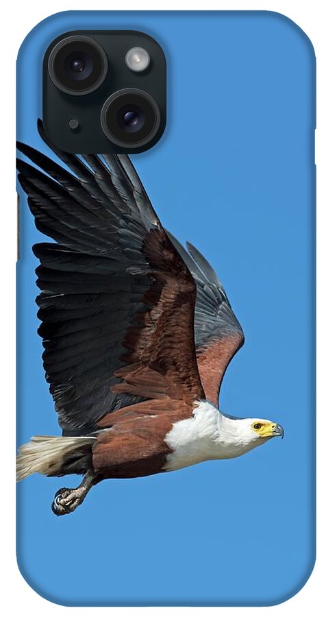 Africa iPhone Case featuring the photograph African Fish Eagle In Flight by Tony Camacho