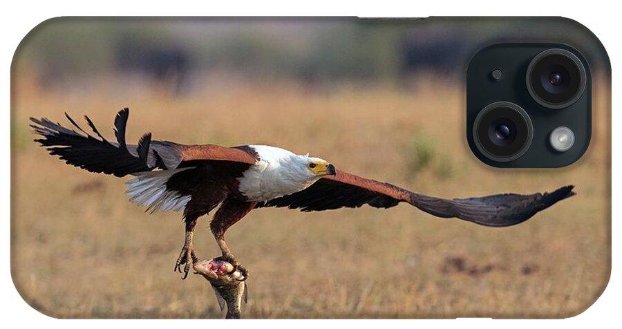 Africa iPhone Case featuring the photograph African Fish Eagle With Prey by Tony Camacho/science Photo Library
