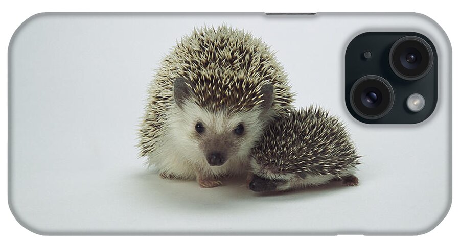 Feb0514 iPhone Case featuring the photograph African Hedgehog Mother And Baby by San Diego Zoo