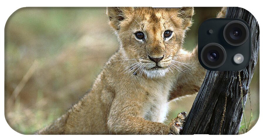 00344603 iPhone Case featuring the photograph Lion Cub in Masai Mara by Yva Momatiuk John Eastcott
