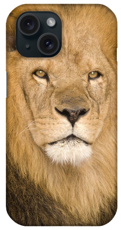 535768 iPhone Case featuring the photograph African Lion by Steve Gettle