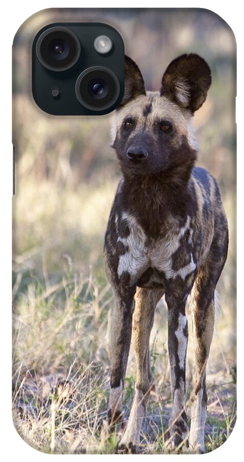African Wild Dog iPhone Case featuring the photograph African Wild Dog Lycaon pictus by Liz Leyden