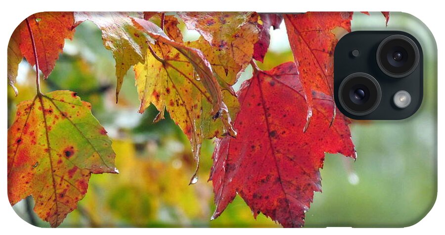 Fall Foliage iPhone Case featuring the photograph After the Rain by Lili Feinstein