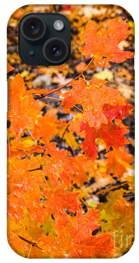 Autumn iPhone Case featuring the photograph After the Rain by Sue Smith
