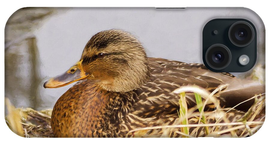 Afternoon Siesta iPhone Case featuring the photograph Afternoon Siesta by Jordan Blackstone