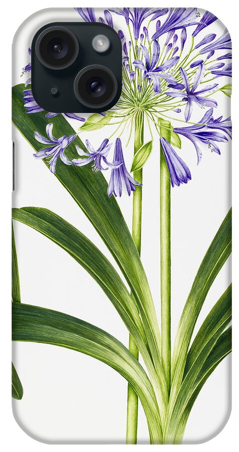 Agapanthus iPhone Case featuring the painting Agapanthus by Sally Crosthwaite