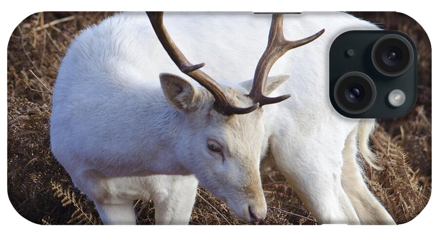 Deer iPhone Case featuring the photograph Albino deer by Steev Stamford