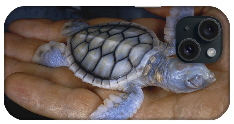 Albinic iPhone Case featuring the photograph Albino Green Sea Turtle by Paul Zahl
