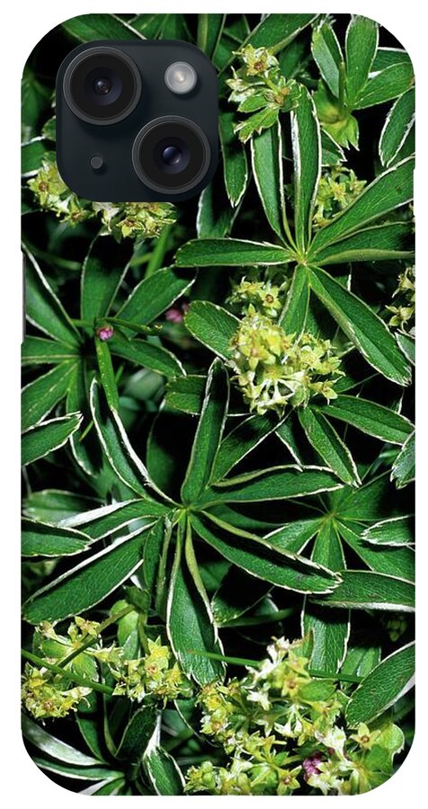 Alchemilla Transiens iPhone Case featuring the photograph Alchemilla Transiens by Bruno Petriglia/science Photo Library