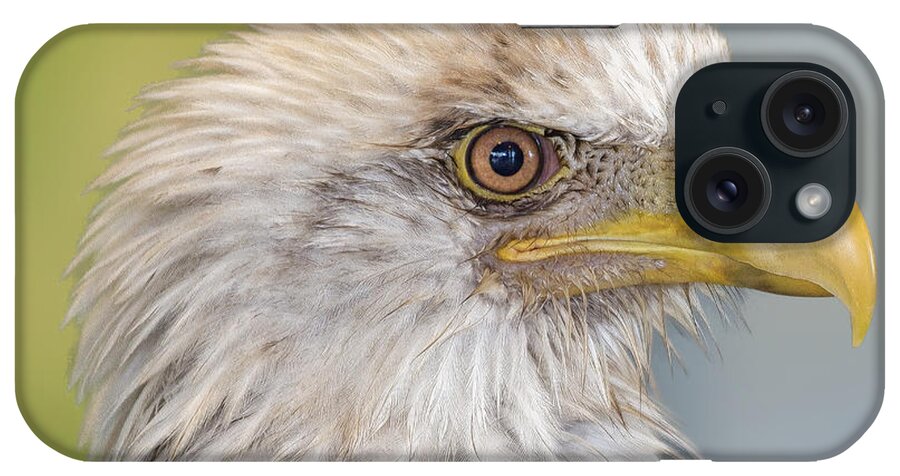Eagle iPhone Case featuring the photograph All Feathers And Additude by Bill and Linda Tiepelman