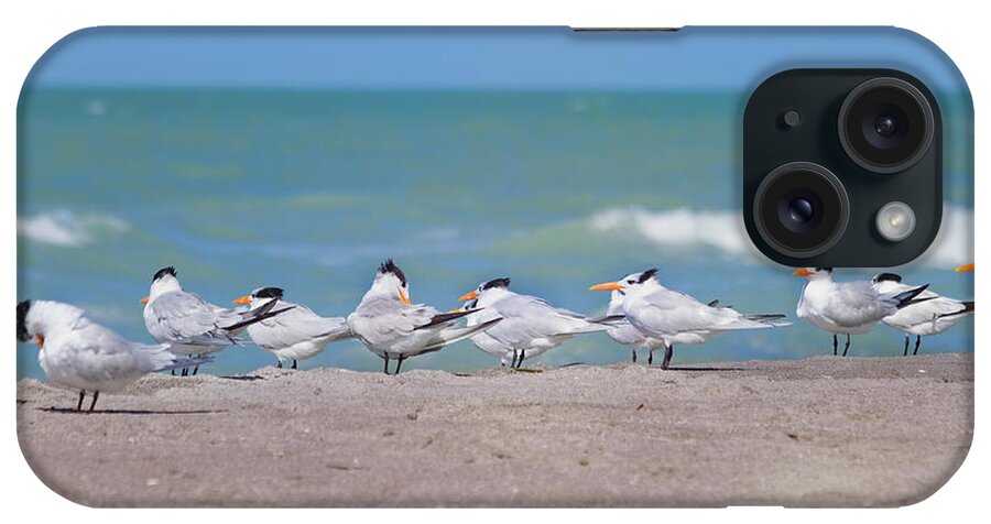 Tern iPhone Case featuring the photograph All In A Row by Kim Hojnacki