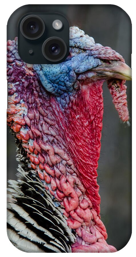 Turkey iPhone Case featuring the photograph Get My Good Side by Jennifer Kano