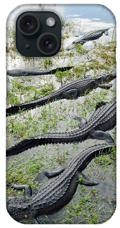 Alligator Mississippiensis iPhone Case featuring the photograph Alligators by Tony Craddock