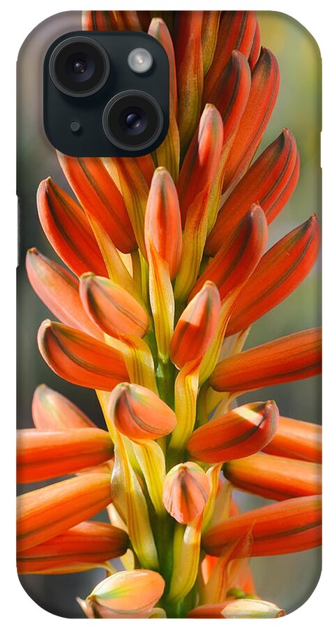 Aloe iPhone Case featuring the photograph Aloe Gariepensis Flowers by Michael Newberry