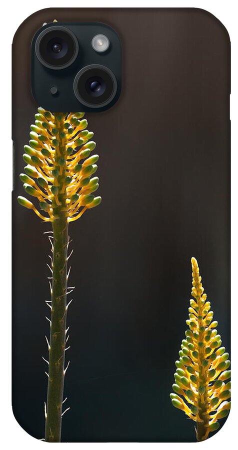 Aloe iPhone Case featuring the photograph Aloe Plant by Tam Ryan