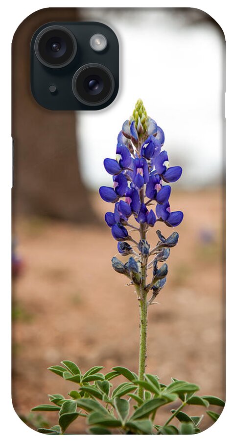 Bluebonnet iPhone Case featuring the photograph Alone in the Woods by Melinda Ledsome