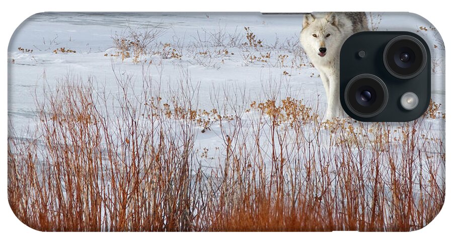 Wolf iPhone Case featuring the photograph Alpha Female and Willows by Max Waugh
