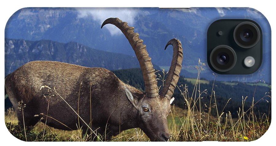 00192904 iPhone Case featuring the photograph Alpin Ibex Male Grazing by Konrad Wothe