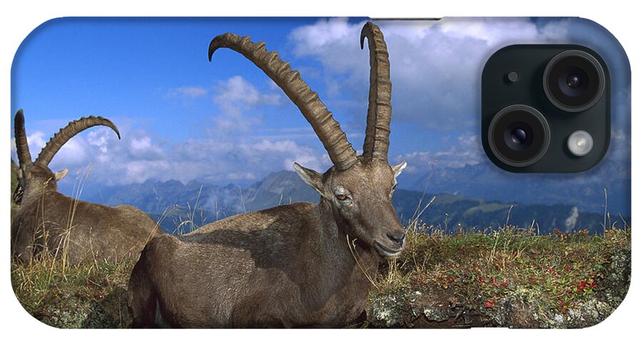 Feb0514 iPhone Case featuring the photograph Alpine Ibex Males In The Swiss Alps by Konrad Wothe