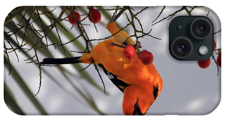 Bird iPhone Case featuring the photograph Altamira Oriole by Teresa Zieba