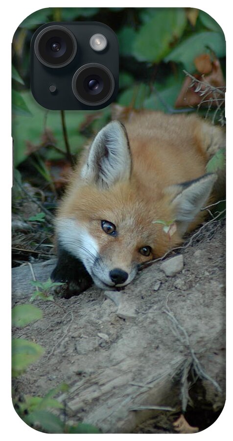 Young Red Fox  Cute iPhone Case featuring the photograph Am I Cute by Sandra Updyke