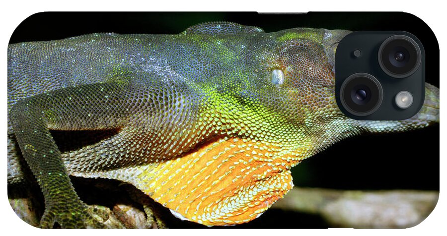 Amazon Green Anole iPhone Case featuring the photograph Amazon Green Anole by Dr Morley Read/science Photo Library