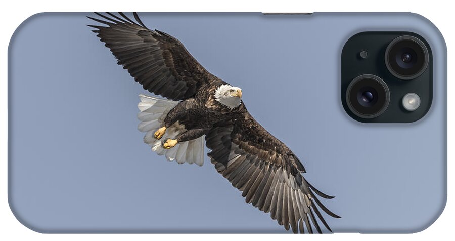 American Bald Eagle iPhone Case featuring the photograph American Bald Eagle 2015-14 by Thomas Young