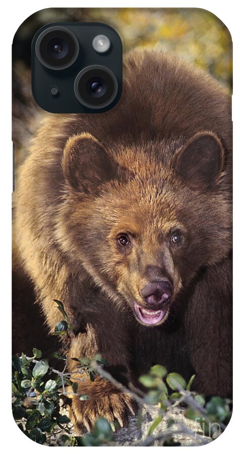 American Black Bear iPhone Case featuring the photograph American Black Bear in Tree Wildlife Rescue by Dave Welling