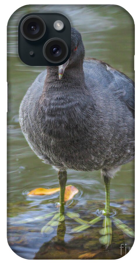 American Coot iPhone Case featuring the photograph American Coot Portrait by Mitch Shindelbower