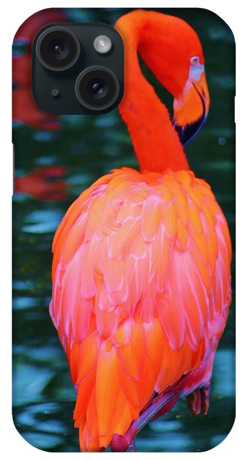 Flamingo iPhone Case featuring the photograph American Flamingo In Blue by William Rockwell