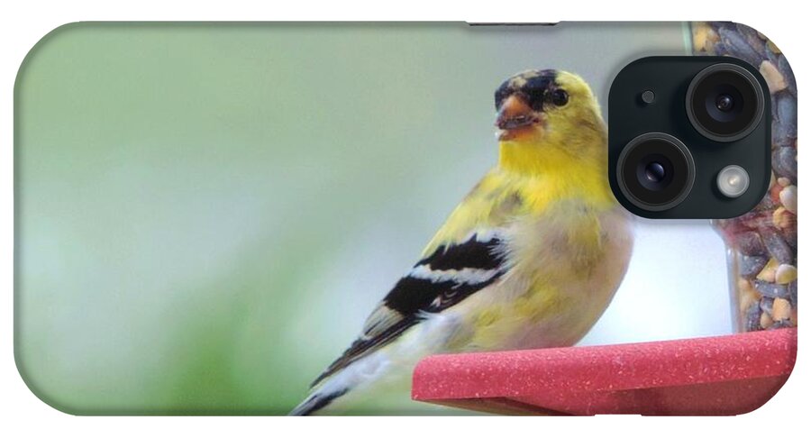 American Goldfinch Birds iPhone Case featuring the photograph American Goldfinch at the Feeder 04 by Robert ONeil