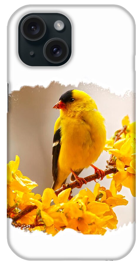 American Male Goldfinch iPhone Case featuring the photograph American Goldfinch branch of forsythia by Randall Branham