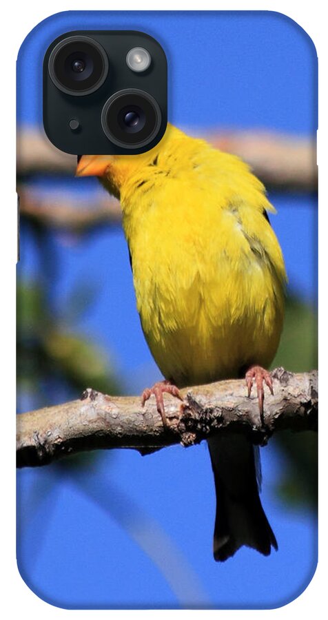 American Goldfinch iPhone Case featuring the photograph American Goldfinch by Shane Bechler