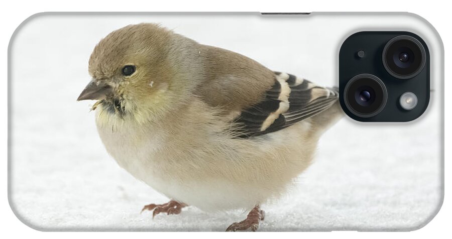 Jan Holden iPhone Case featuring the photograph American Goldfinch in the Snow by Holden The Moment
