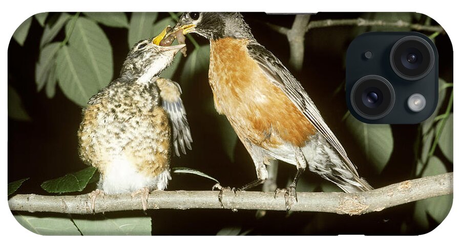 Adult iPhone Case featuring the photograph American Robin Feeding Young by John Mitchell