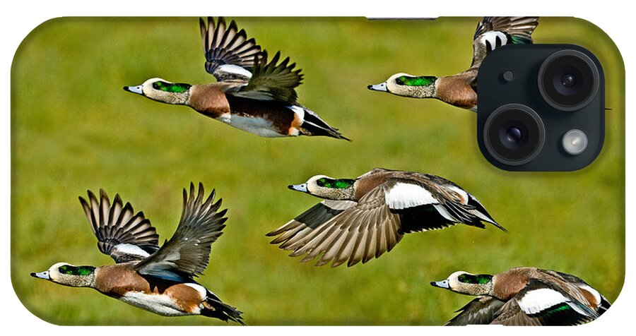 Fauna iPhone Case featuring the photograph American Wigeon Drakes by Anthony Mercieca