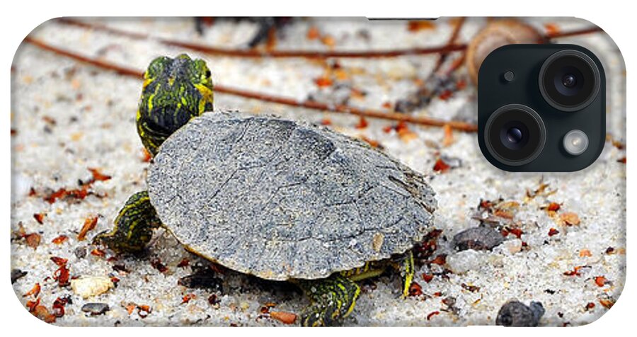 Yellow Bellied Slider iPhone Case featuring the photograph Among Acorns by Al Powell Photography USA