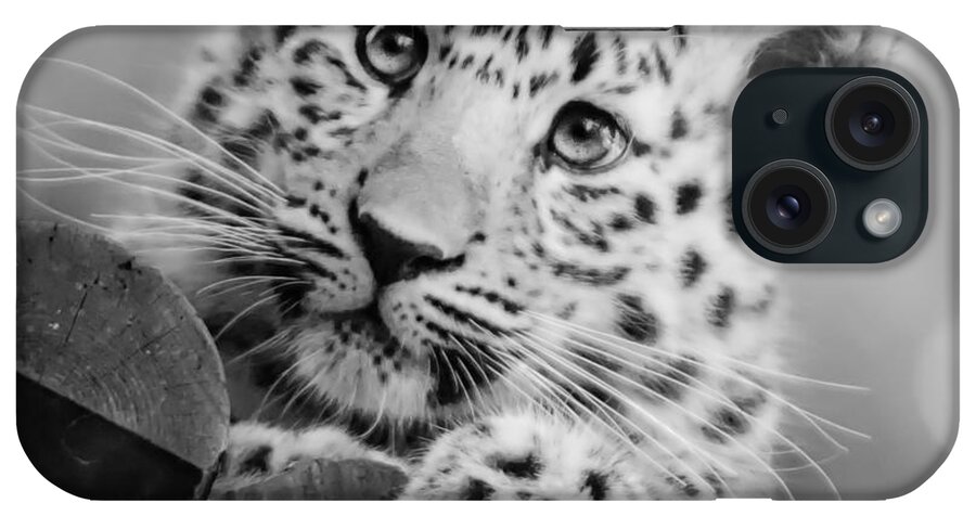 Amur iPhone Case featuring the photograph Amur Leopard Cub Portrait by Chris Boulton
