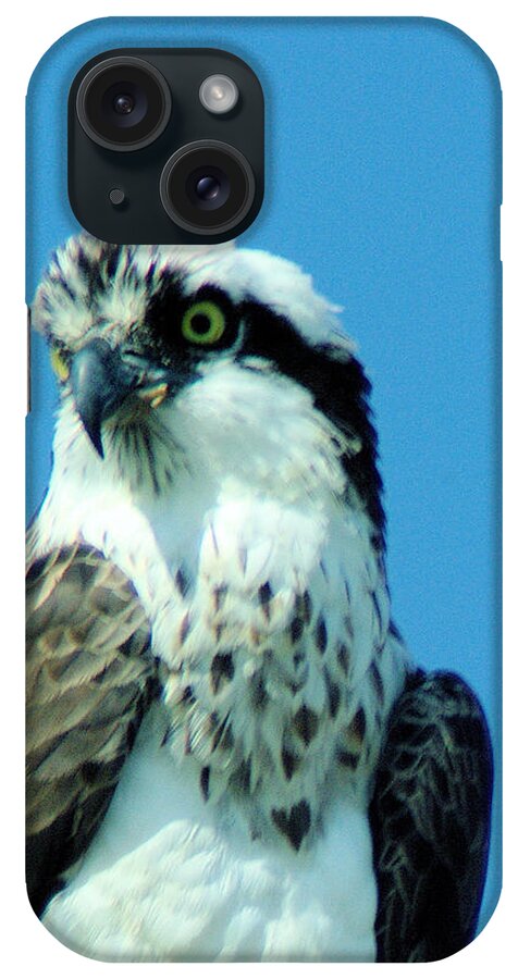 Ospreys iPhone Case featuring the photograph An Osprey Portrait by Jeff Swan